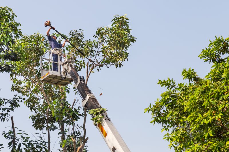 Tree Installation Service
